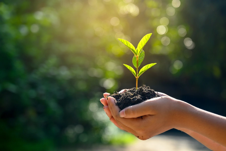 Professional Landscaper Professional Landscaper